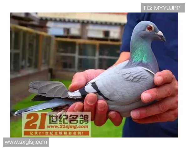 约翰与丹尼斯的对决谁能胜出揭示竞争与友谊的微妙关系